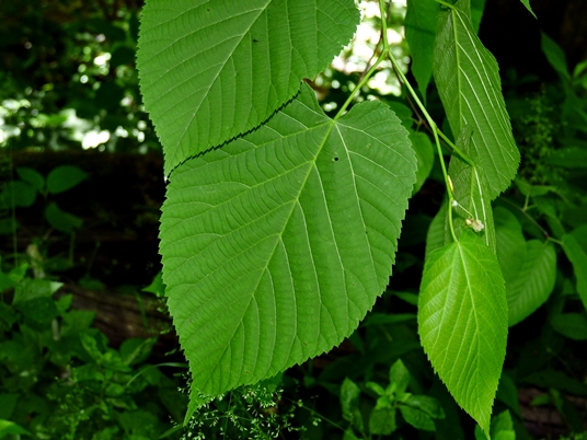 {Tilia americana}